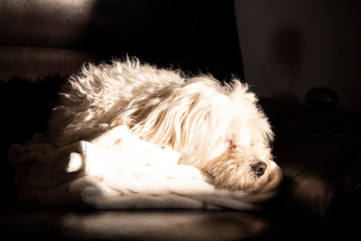 穏やかに眠るペット